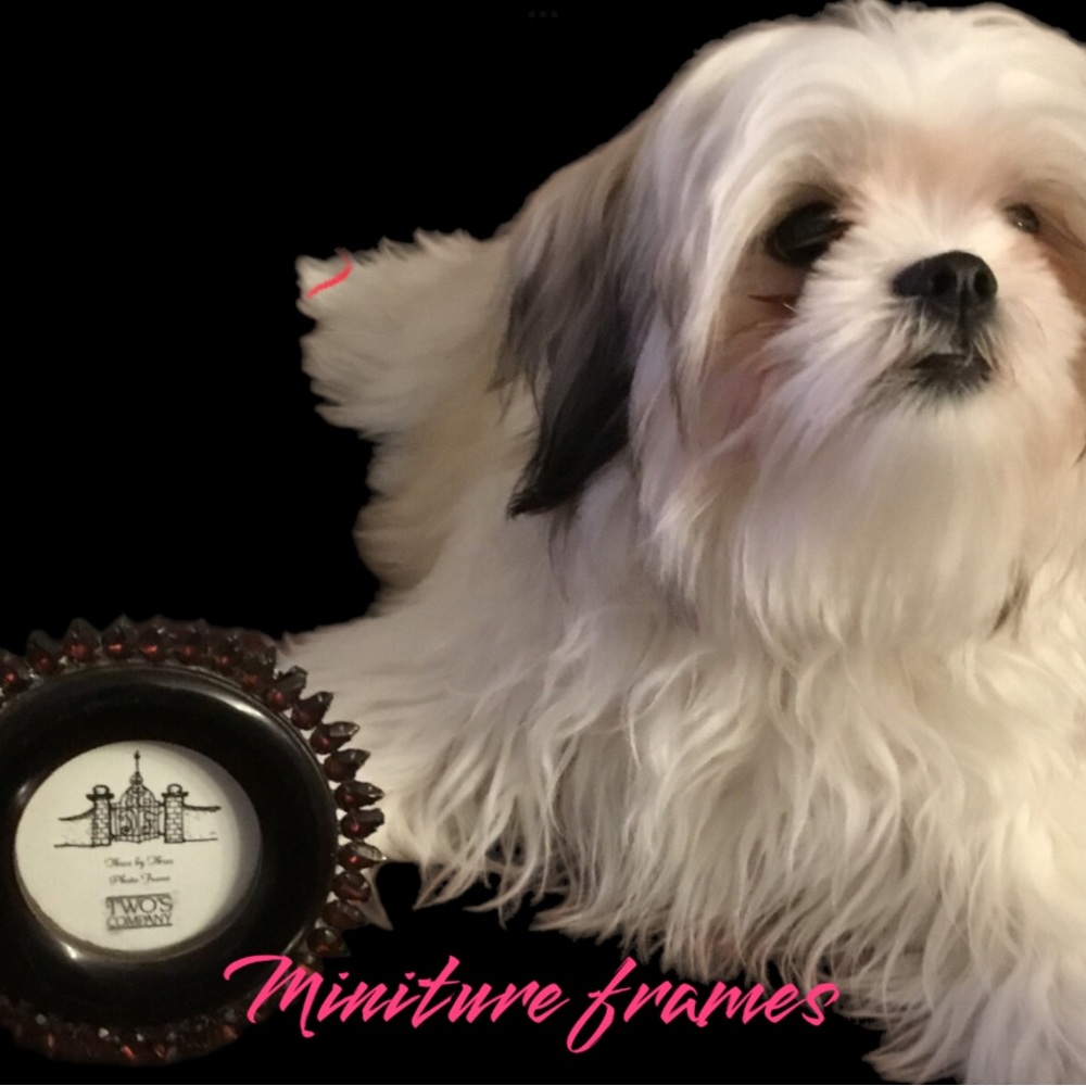 Miniature frames .Model- newest addition to my fur baby family.  Teddi Bear ❤️